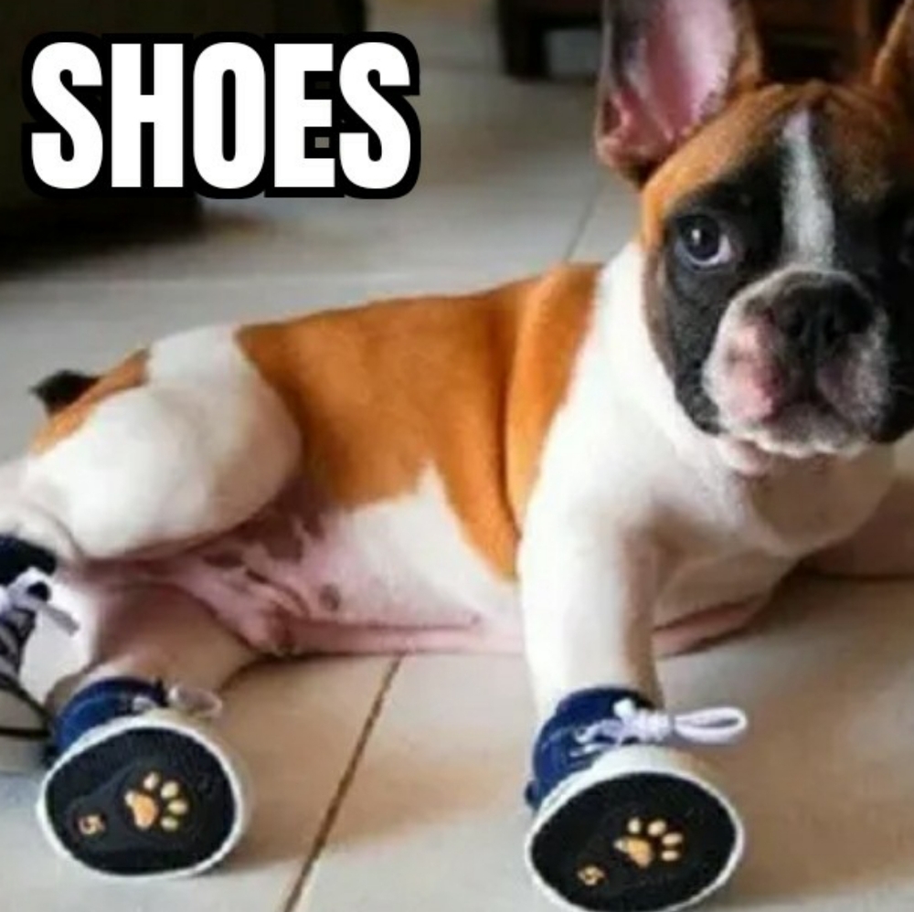 I Have Too Many Shoes 🤪